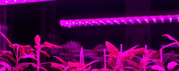 lampes LED horticoles