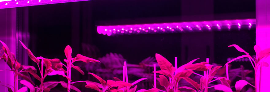 lampes LED horticoles